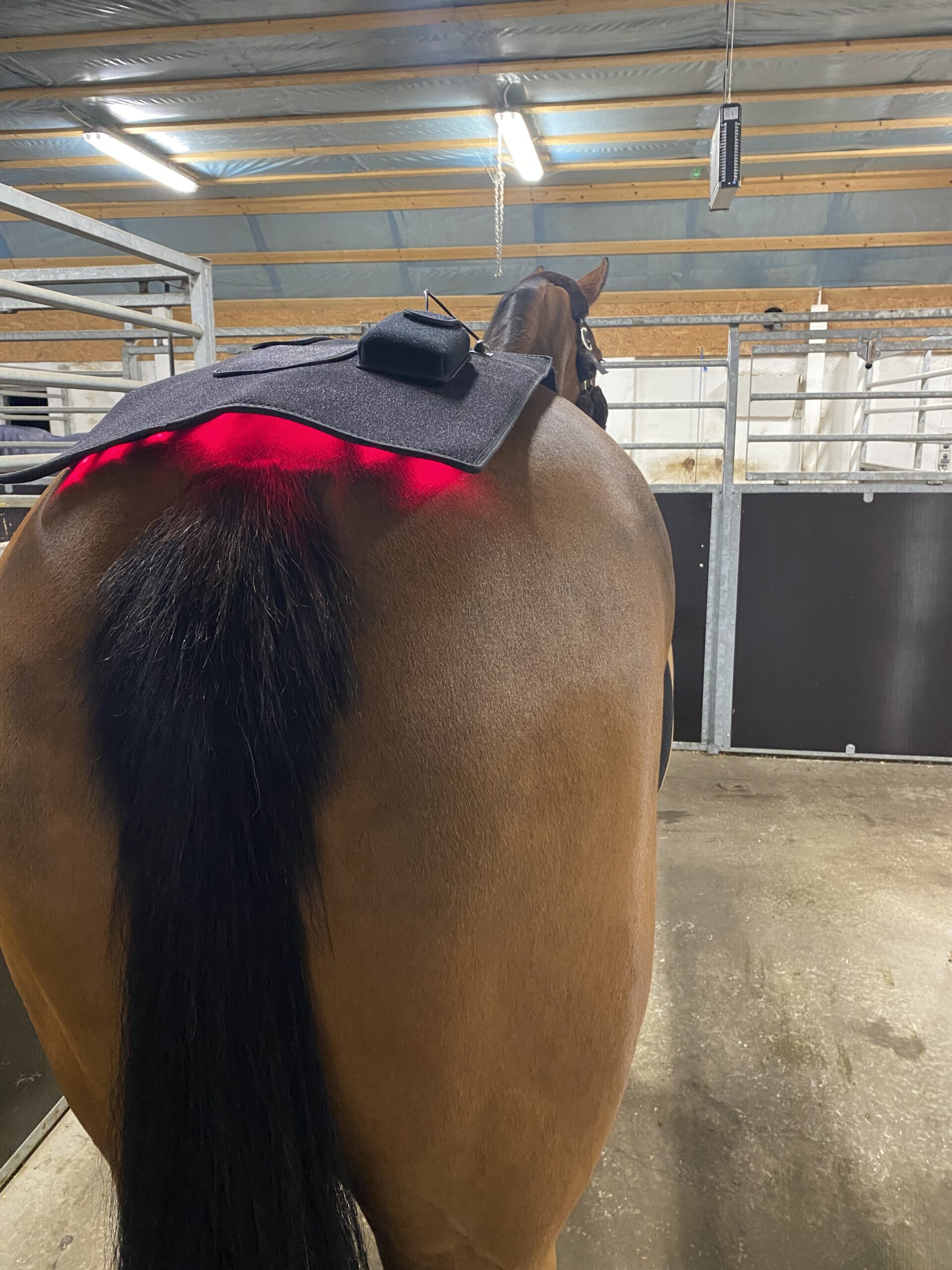 Riislund Light Therapy RED Pro - Image 6